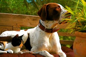 Finca Mallorca Haustier erlaubt, Finca mieten mit Hund / Haustier auf Mallorca und Menorca