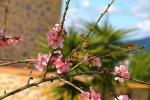 Fincaferien Mallorca zur Mandelblüte Januar, Februar, März