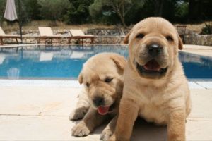 Mallorca Hund Ferien Urlaub mit Hund Haustier
