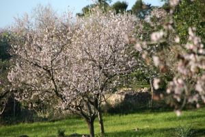 Finca Urlaub zur Mandelblüte auf Mallorca