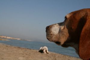 Urlaub mit Haustier / Hund erlaubt im Ferienhaus Finca auf Mallorca