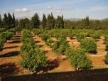 Finca Landhaus Mallorca Pool kindersicher, Finca Mallorca - Landhaus mit Pool für 8 - 10 Personen