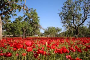 Frühling auf Mallorca die Monate März, April, Mai sind ein Erlebnis, oder erleben sie Ostern auf Mallorca