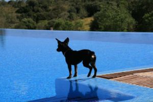 Finca Urlaub mit Hund auf Mallorca