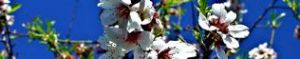 Mandelblüte auf Mallorca ein Traum in weiss und rosa verzaubern Mallorca jedes Jahr