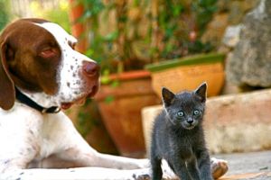 Hundeurlaub Mallorca Ferienhäuser Hunde erlaubt