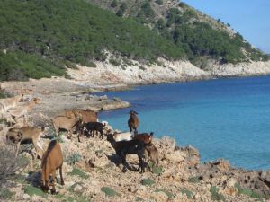 Finca mieten auf Mallorca, Ferienhaus auf Mallorca beste Reisezeit