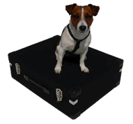 Immer mehr Hundbesitzer reisen mit dem Hund nach Spanien und nach Mallorca.