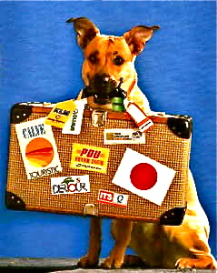 Fincaferien mit Hund